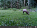 5 Megapixel Game Camera