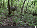 5 Megapixel Game Camera